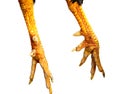 Chick legs and claws.