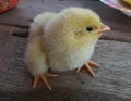 Chick, Little chick,chickens