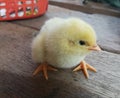 Chick, Little chick,chickens