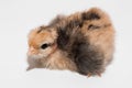 Chick little cute chicken small white background isolated bird baby newborn