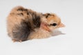 Chick little cute chicken small white background isolated bird baby newborn Royalty Free Stock Photo