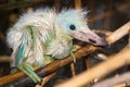 A chick of little egret ( Egretta garzetta ) Royalty Free Stock Photo