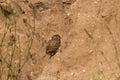 Chick Little owl in natural habitat, Athene noctua
