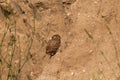 Chick Little owl in natural habitat, Athene noctua Royalty Free Stock Photo