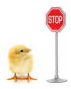 Chick is looking in stop sign conceptual scene Royalty Free Stock Photo