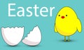 Chick looks at Easter eggshell Royalty Free Stock Photo
