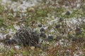 Chick of a Magellanic Oystercatcher on Bleaker Island Royalty Free Stock Photo