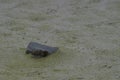 Chick of a Magellanic Oystercatcher on Bleaker Island Royalty Free Stock Photo