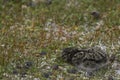 Chick of a Magellanic Oystercatcher on Bleaker Island Royalty Free Stock Photo