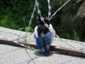 Chick magpie sits on a protected barbed wire fence Royalty Free Stock Photo