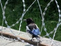 Chick magpie sits on a protected barbed wire fence Royalty Free Stock Photo