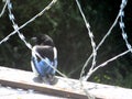 Chick magpie sits on a protected barbed wire fence Royalty Free Stock Photo