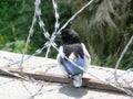 Chick magpie sits on a protected barbed wire fence Royalty Free Stock Photo