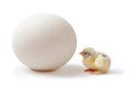 Chick and ostrich egg Royalty Free Stock Photo