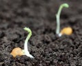 Chick-pea seedling Royalty Free Stock Photo