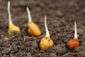 Chick-pea seedling in fertile soil Royalty Free Stock Photo