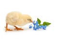 Chick pecks forget-me-not flowers Royalty Free Stock Photo