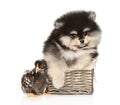 Chick and Pomeranian Spitz puppy on a white background Royalty Free Stock Photo