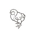 Chick Poultry Farming Livestock raising. Hand drawn. Royalty Free Stock Photo