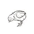 Chick Poultry Farming Livestock raising. Hand drawn. Royalty Free Stock Photo