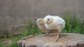 Chick and Quail. Cute little chick and small quail on the trunk of a tree. Chickens organic farm, farming. Newborn bird. Beautiful