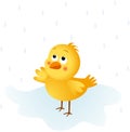 Chick in the rain