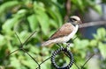 Chick of the red-backed shrike fledgling sits on a chain-link net Royalty Free Stock Photo