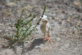 Chick of red-legged partridge Alectoris rufa, Cruz de Pajonales. Royalty Free Stock Photo