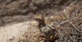 Chick of red-legged partridge in Cruz de Pajonales. Royalty Free Stock Photo