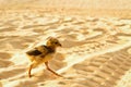 Chick running away