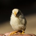 Chick`s young baby in the farmer`s hand