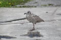 Chick of a Seagull, teenager on your own.