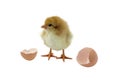 Chick and shell eggs Royalty Free Stock Photo