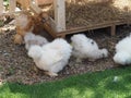 Chick Silkie Chicken fur is similar to a soft silk thread with a furry appearance, animal white and black Royalty Free Stock Photo
