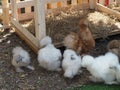 Chick Silkie Chicken fur is similar to a soft silk thread with a furry appearance, animal white and black Royalty Free Stock Photo