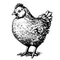 Chick standing farm bird sketch hand drawn in doodle style Vector illustration