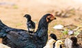 A chick standing on its mom Royalty Free Stock Photo