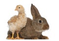 Chick standing next to Rabbit