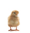 chick standing on white Royalty Free Stock Photo