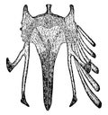 Chick Sternum, vintage illustration