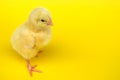 Chick in studio yellow background chicken hen baby animal