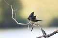 chick swallows sitting on a branch wings spread and mouth open
