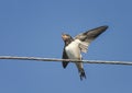 chick swallows sitting with open beak and flapping it`s funny on the wires