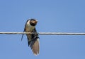 Chick swallows sitting with open beak and flapping it`s funny on the wires Royalty Free Stock Photo