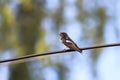 Chick swallows sitting on a wire waiting for parents