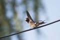 chick swallows sitting on a wire waiting for parents