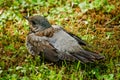 Chick thrush sitting in grass is close Royalty Free Stock Photo