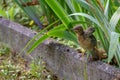 The chick tries to spread its wings. Common blackbird. Animalistic. Photohunting