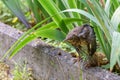 The chick tries to spread its wings. Common blackbird, Turdus merula. Animalistic