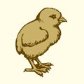 Chick. Vector drawing Royalty Free Stock Photo